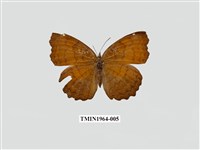 藏品(波蛺蝶)的圖片